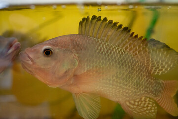 Close-up Nile tilapia, Oreochromis niloticus in aquarium