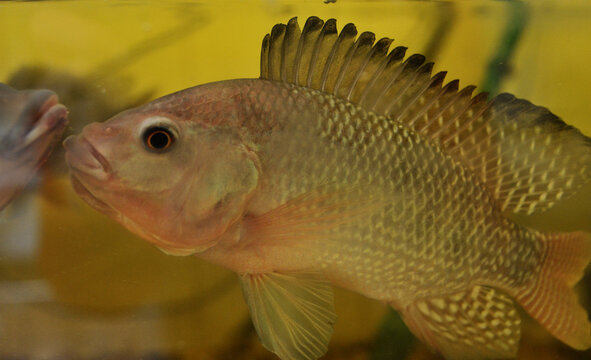 รูปภาพOreochromis เลือกดูภาพถ่ายสต็อก เวกเตอร์ และวิดีโอ1,036 Adobe