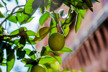 2022 09 04 Ferrara lemmon