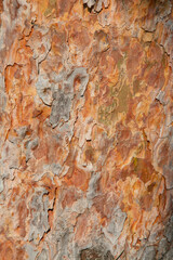 pine bark
