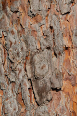 pine bark