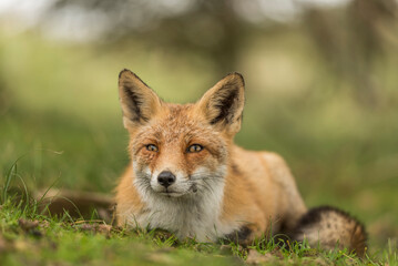 Close up of a beautiful cute fox with open eyes lying down in the grass