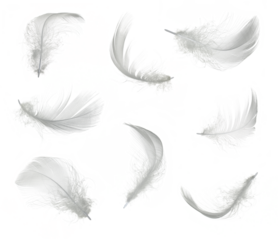 White feather set isolated