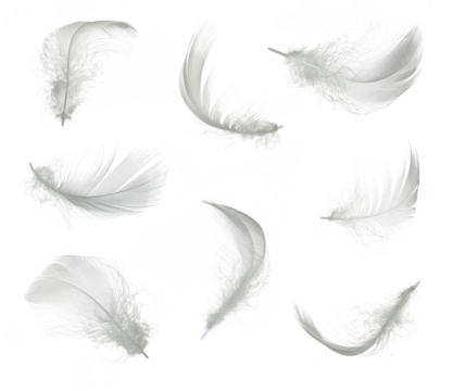 White feather set isolated