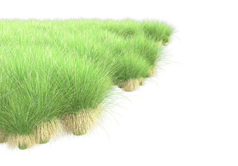 Realistic grass isolated on transparent background. 3d rendering - illustration