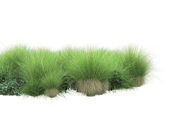 Realistic grass isolated on transparent background. 3d rendering - illustration