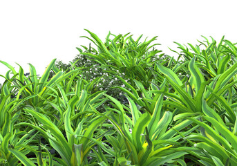 Realistic grass isolated on transparent background. 3d rendering - illustration