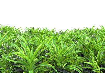 Realistic grass isolated on transparent background. 3d rendering - illustration