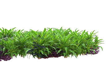 Field of plants isolated on transparent background. 3d rendering - illustration