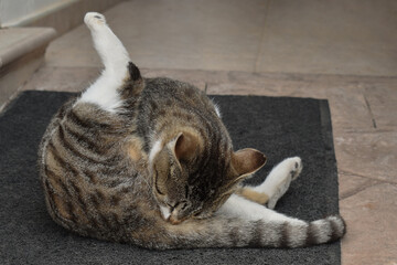 Cat cleaning itself.  Tabby cat sitting on the ground. 