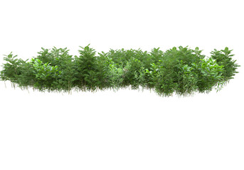 Field of plants isolated on transparent background. 3d rendering - illustration