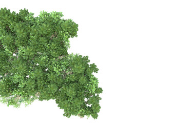 Fototapeta premium Field of plants isolated on transparent background. 3d rendering - illustration