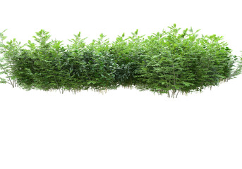 Field of plants isolated on transparent background. 3d rendering - illustration
