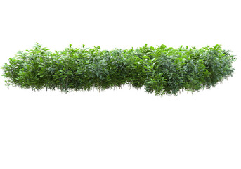 Field of plants isolated on transparent background. 3d rendering - illustration