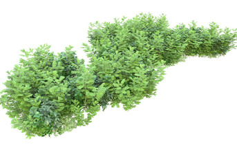 Field of plants isolated on transparent background. 3d rendering - illustration