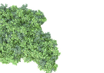 Obraz premium Field of plants isolated on transparent background. 3d rendering - illustration