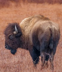 Fototapeta premium Bison