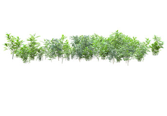 Obraz premium Field of plants isolated on transparent background. 3d rendering - illustration