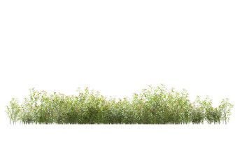 Field of plants isolated on transparent background. 3d rendering - illustration