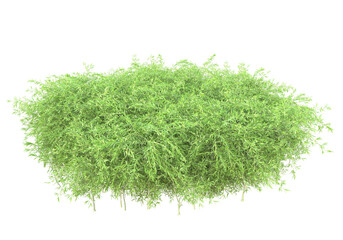 Field of plants isolated on transparent background. 3d rendering - illustration