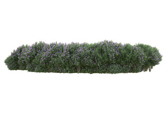 Field of plants isolated on transparent background. 3d rendering - illustration