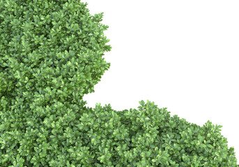 Obraz premium Field of plants isolated on transparent background. 3d rendering - illustration