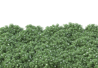 Field of plants isolated on transparent background. 3d rendering - illustration