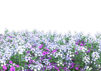 Field of plants isolated on transparent background. 3d rendering - illustration