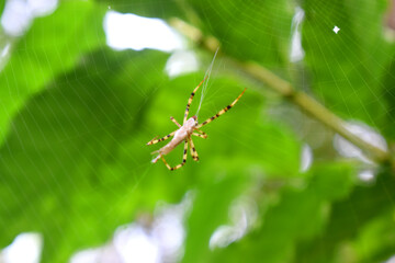 A Multi-coloured Argiope Spider wraps an insect by its web, with green nature blurred background.