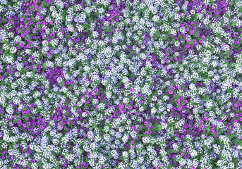 Field of grass with flowers isolated on transparent background. 3d rendering - illustration