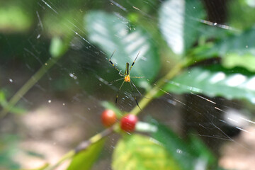 A black and yellow colour spider claims on spiderweb on green nature blurred background. Wildlife insect in organic Arabica coffee plantation in countryside of Thailand.
