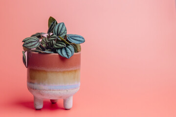 Landscape close up of interesting small plant in attractive planter against vibrant pink background