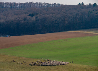 Gr0&szlig;e Herde Schafe auf einer Weide