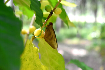 A brown butterfly perched on a coffee tree-branch, with bokeh lights and blurred background.