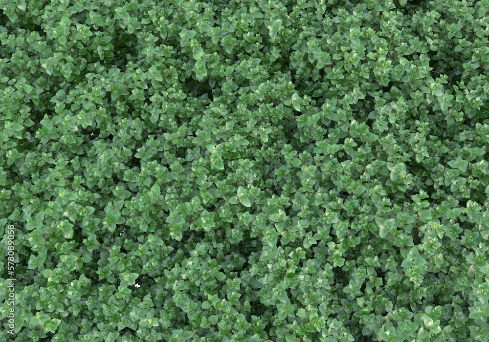 Poster field of foliage isolated on transparent background. 3d rendering - illustration