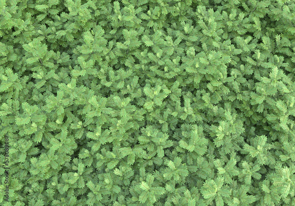 Poster field of foliage isolated on transparent background. 3d rendering - illustration
