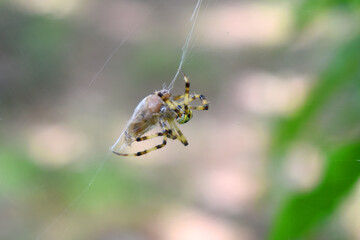 A Yellow and black Spider is wrapping an insect by its web - this is animal behavior. Wildlife insect in Thailand's rainforest on a blurred background.