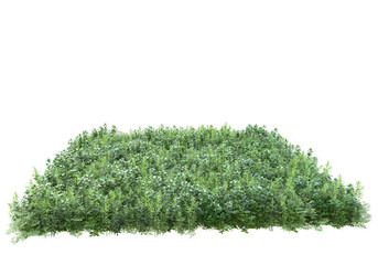 Field of foliage isolated on transparent background. 3d rendering - illustration