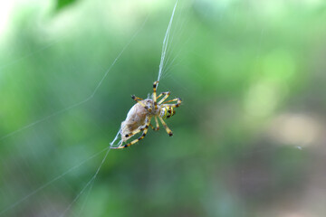 A yellow and black colour spider wraps an insect by its web, with green nature blurred background. Wildlife of insects in Thailand's rainforest.