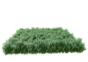 Field of foliage isolated on transparent background. 3d rendering - illustration © Elena