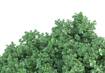 Field of foliage isolated on transparent background. 3d rendering - illustration