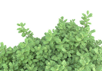 Field of foliage isolated on transparent background. 3d rendering - illustration