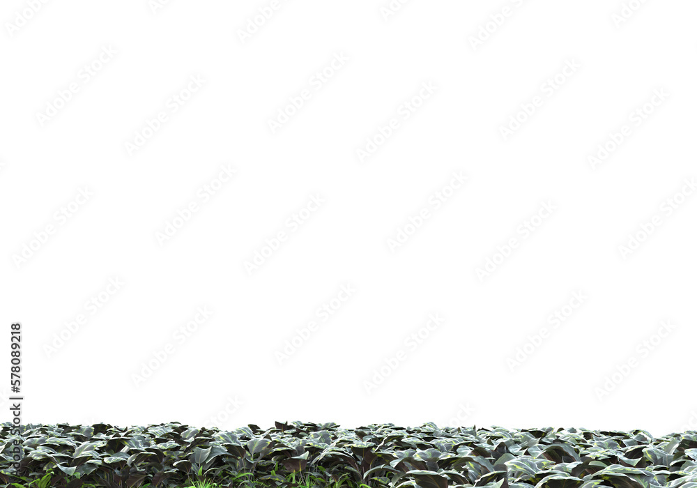Poster field of foliage isolated on transparent background. 3d rendering - illustration