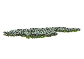 Field of foliage isolated on transparent background. 3d rendering - illustration