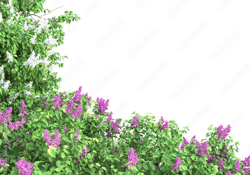 Poster field of foliage isolated on transparent background. 3d rendering - illustration