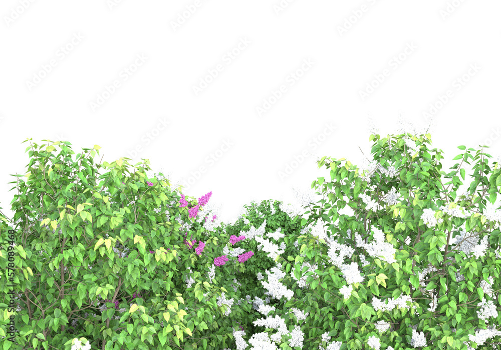 Poster field of foliage isolated on transparent background. 3d rendering - illustration