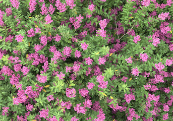 Field of foliage isolated on transparent background. 3d rendering - illustration