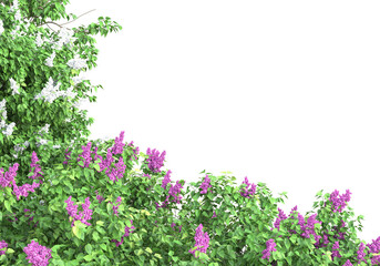 Field of foliage isolated on transparent background. 3d rendering - illustration