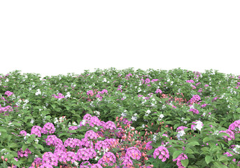 Fototapeta premium Field of foliage isolated on transparent background. 3d rendering - illustration