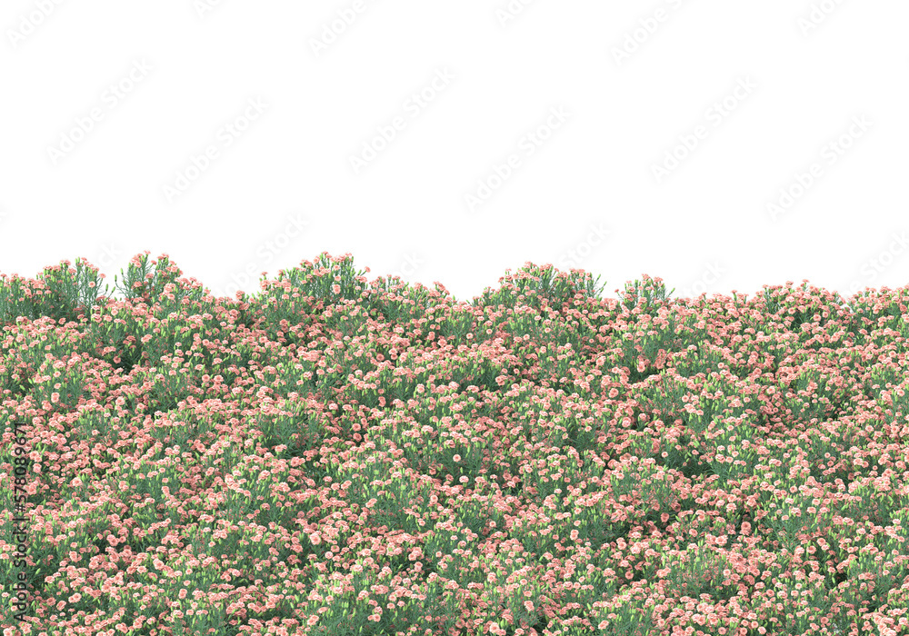 Poster field of grass isolated on transparent background. 3d rendering - illustration